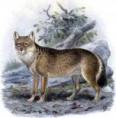 /album/hagamos-algo/guara-zorro-lobo-malvinense-jpg/